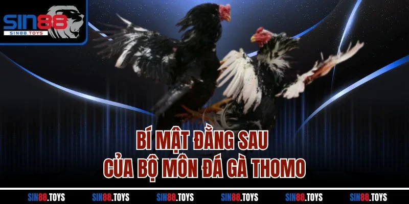 Bí mật đằng sau của bộ môn đá gà Thomo