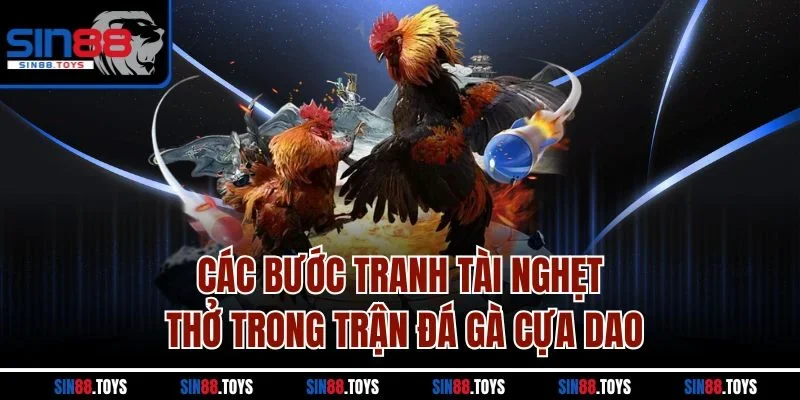 Các bước tranh tài nghẹt thở trong trận đá gà cựa dao