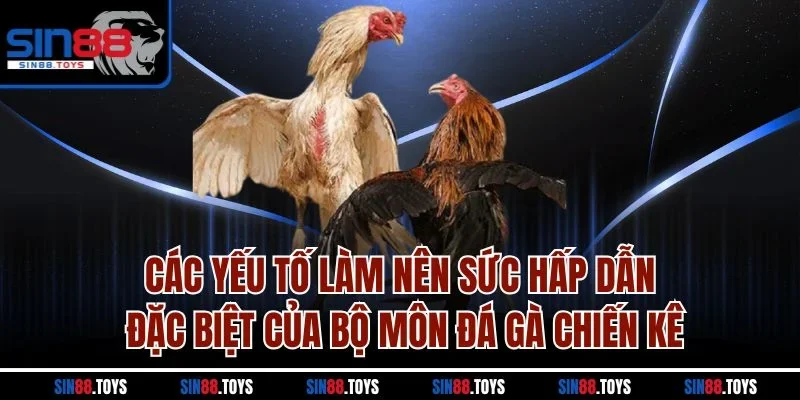 Các yếu tố làm nên sức hấp dẫn đặc biệt của bộ môn đá gà chiến kê