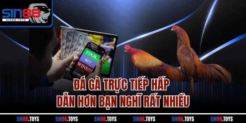 Đá gà trực tiếp hấp dẫn hơn bạn nghĩ rất nhiều
