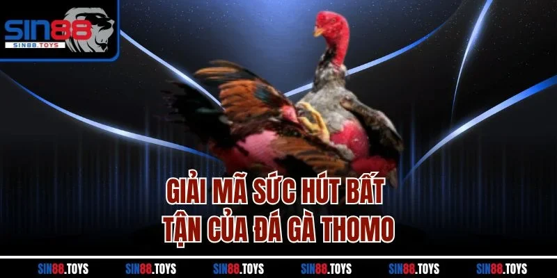 Giải mã sức hút bất tận của đá gà Thomo