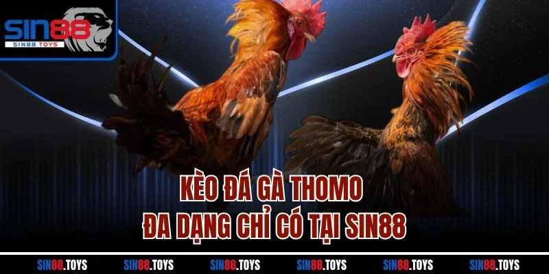 Kèo đá gà Thomo đa dạng chỉ có tại SIN88