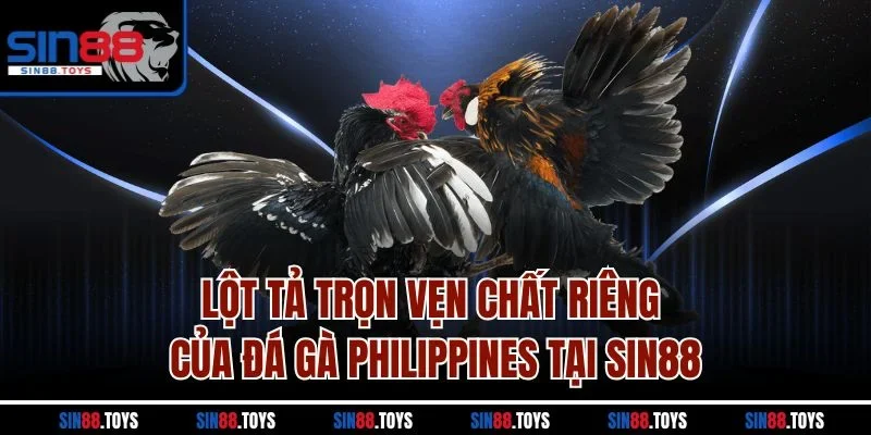 Lột tả trọn vẹn chất riêng của đá gà Philippines tại SIN88