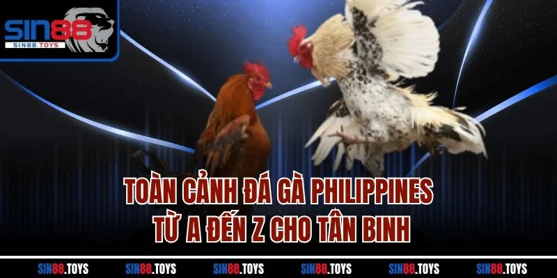Toàn cảnh đá gà Philippines từ A đến Z cho tân binh